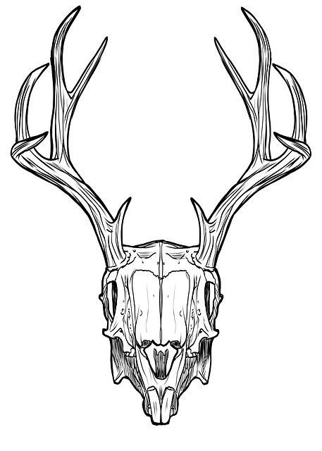 Free Image on Pixabay - Skull, Horns, Antlers, Rabbit Antlers Drawing, Animal Skull Drawing, Rabbit Pictures, Deer Skull, Geometric Drawing, Deer Skulls, 1 Tattoo, Skull Drawing, Skull Tattoos