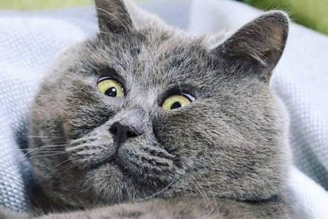 Startled Cat, Russian Cat, Fuzzy Wuzzy, Small Kittens, Russian Blue Cat, Unique Faces, Pets 3, Enjoying Life, Loving Life