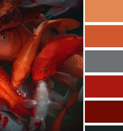 Koi Fish Color Palette, Koi Color Palette, Japanese Colour Palette, Koi Fish Colors, Japanese Colors, Color Schemes Colour Palettes, Japanese Koi, Colour Combos, Color Harmony