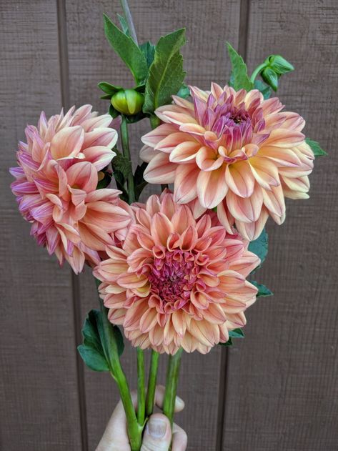 Dahlia Flower Garden, Plant Obsession, Art Nuevo, Flower Shopping, Flower Farming, Dahlia Bouquet, Dahlia Tubers, Church Flower Arrangements, Plaster Wall Art