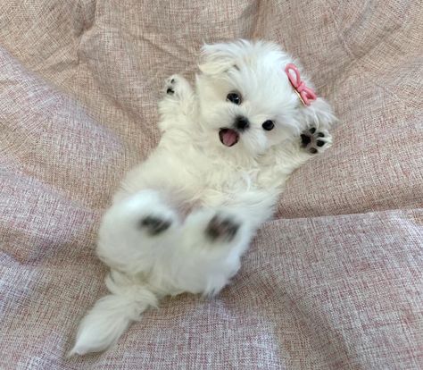 Dogs Social Media, Cute Fluffy Puppies, Cute Fluffy Dogs, Fluffy Dog, Cute Dogs Images, Very Cute Puppies, Super Cute Puppies, Cute Small Animals, Cute Dog Photos