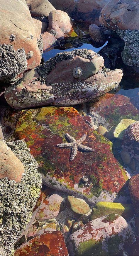 Science Aesthetic, Misty Eyes, Swimming In The Ocean, Cool Rocks, Dream Beach, Tide Pools, Rock Pools, Art Style Inspiration, Ocean Creatures