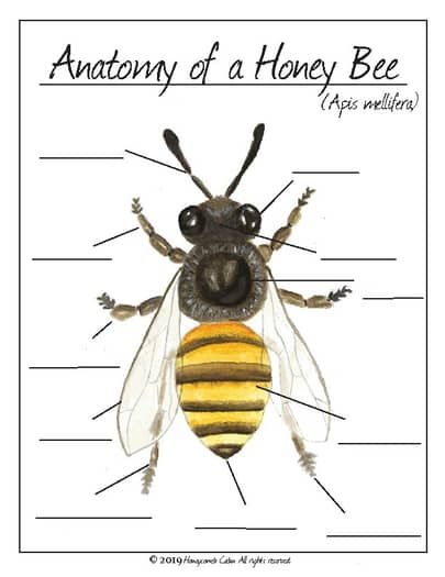 Anatomy of a Honey bee by Honeycomb Cabin | TPT Types Of Honey Bees, Bee Anatomy, Bee Hive Plans, Beekeeping For Beginners, Bee Images, Honey Bee Decor, Buzz Bee, Nature School, Bees And Wasps