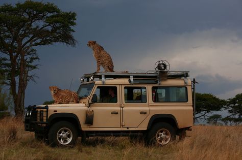 Safari anyone? Safari Moodboard, Safari Car, Range Rover Off Road, South Africa Wildlife, Defender Td5, Safari Jeep, Safari Photography, Wildlife Biologist, Adventure Car