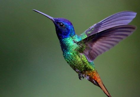 Colorful Hummingbird Art, Pictures Of Hummingbirds, Hummingbird Photography Amazing Photos, Hummingbirds Pictures, Colorful Hummingbird Tattoo, Hummingbird With Flowers, Hummingbird Photography, Hummingbird Colors, Hummingbird Drawing