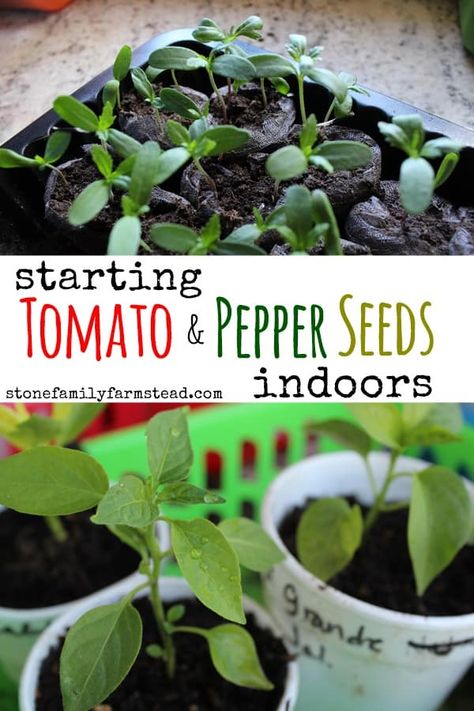 Best Tasting Tomatoes, Growing Tomatoes Indoors, Growing Tomatoes From Seed, Tips For Growing Tomatoes, Growing Tomato Plants, Tomato Farming, Tomato Seedlings, Spring Planting, Growing Tomatoes In Containers