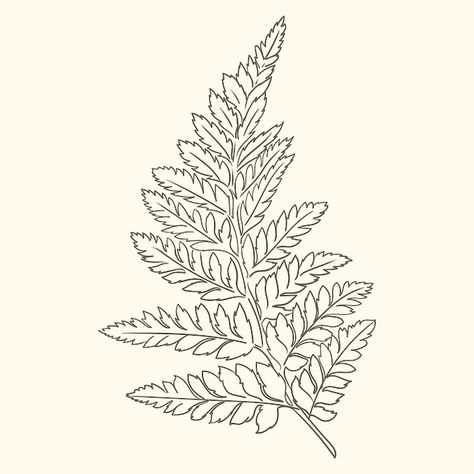 Free vector hand drawn fern outline illu... | Free Vector #Freepik #freevector #outline #line-art #minimal-illustration #hand-drawn-illustration Ferns Drawing Simple, Fern Outline Tattoo, Fern Line Drawing, Fern Leaf Drawing, Fern Outline, Ferns Drawing, Fern Drawing, Fern Illustration, Sam Tattoo