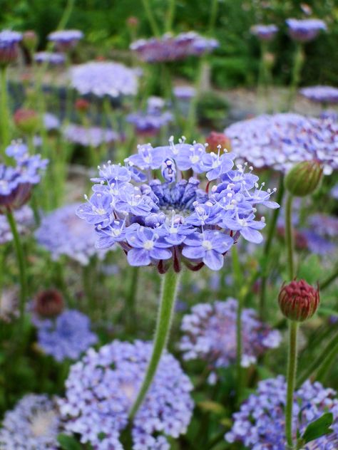 Candy Tuft? Cut Flowers – Why are British flowers the bees knees? | wellywoman Blue Lace Flower, Home Garden Plants, Blue Garden, Lavender Blue, Lace Flower, Ranunculus, Lace Flowers, Beautiful Blooms, Flower Field