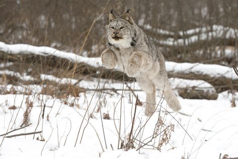 Jump frog. A Canadian lynx leaping in air to pounce on Snowshoe Hare in the snow , #sponsored, #leaping, #air, #pounce, #lynx, #Jump #ad Snowshoe Hare, Cat Reference, Cute Galaxy Wallpaper, Children Images, Snow Shoes, Lynx, Mythical Creatures, Wild Cats, The Snow