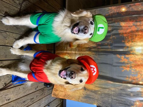 Perfect for Golden Retriever siblings at Halloween! Dog Pair Halloween Costumes, 2 Dog Halloween Costumes, Dog Duo Halloween Costumes, Dog Halloween Costumes For 2 Dogs, Matching Dog Costumes, Cosmo Costume, Golden Retriever Halloween Costume, Halloween Pops, Dog Costumes Halloween Large