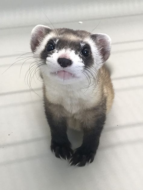 Black Ferret, Ferret Names, Black Footed Ferret, Ancient Astronaut, Endangered Wildlife, American Animals, Prairie Dog, Enrichment Activities, San Diego Zoo