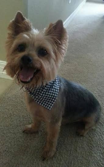 What do you think... Does Shaggy have THE BEST smile? If so Click LIke! Yorkie Summer Cut, Yorkie Grooming, Yorkie Haircut, Yorkie Cuts, Yorkie Hairstyles, Puppy Life, Yorkie Haircuts, Summer Cut, Dog Haircuts