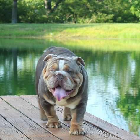 English Bulldog For Sale, Olde English Bulldogge, Cute Bulldog Puppies, Female Poets, Small Fry, Cute Bulldogs, Real Dog, English And French, Bull Dogs