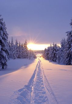 Solberget, Lapland, Sweden Northern Sweden, Snow Covered Trees, Winter Love, Winter Scenery, Winter Magic, Winter Beauty, Snow Scenes, Winter Pictures, Winter Wonder