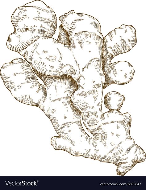 Ginger Root Drawing, Ginger Root Tattoo, Ginger Drawing, Ginger Illustration, Ginger Tattoo, Bamboo Moodboard, Archi Student, Ginger Art, Brown Tattoo Ink