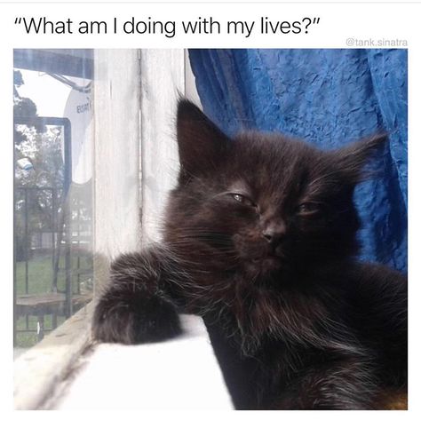 30 Fresh Memes To Kick Start Your Day - Funny Gallery Yoga Humor, Gatos Cool, I Funny, Cat Vs Dog, What Am I Doing, Animal Humor, A Black Cat, Crazy Funny Memes, Funny Cat Memes