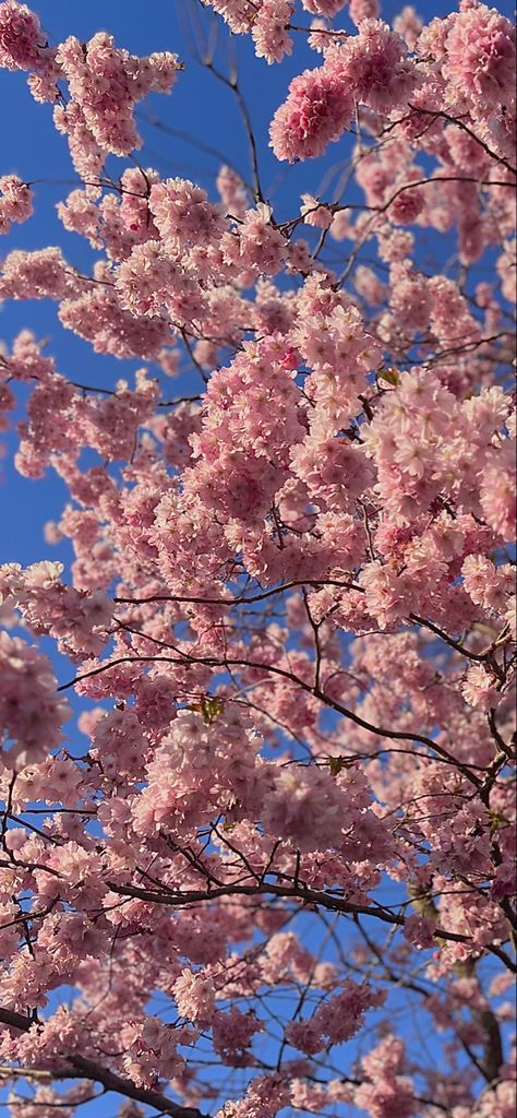 iPhone wallpaper, Sakura, cherry blossoms, flowers, trees, tree, flower, pink, pastel pink, baby blue Cute Trees Wallpaper, Cherry Blossom Astethic Wallpaper, Sakura Trees Wallpaper, Cherry Flower Wallpaper, Japanese Cherry Blossom Tree Wallpaper, Pink Wallpaper Cherry Blossom, Baby Pink Iphone Wallpaper, Asthetic Picture Wallpaper Vintage Pink, Cherry Blossom Lockscreen