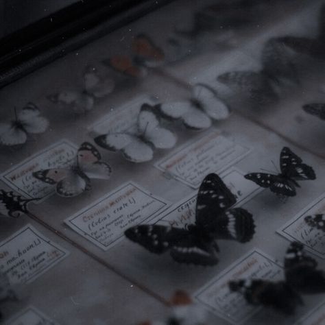 The Blood We Crave, Butterfly Museum, Green Academia, Everything Is Illuminated, Butterfly Aesthetic, Royal Aesthetic, Dark Academia Aesthetic, Origami Crafts, Beautiful Mind