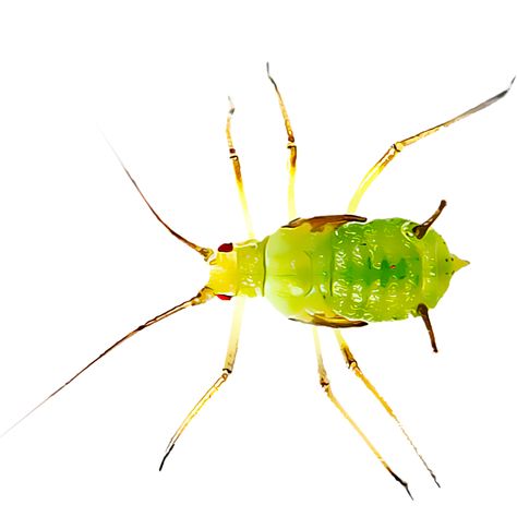 Identify and Control Aphids Aphids On Plants, Tomato Worms, Plant Lice, Farm Tattoo, Potato Bugs, Squash Bugs, Cabbage Worms, Scale Insects, Ant Farms