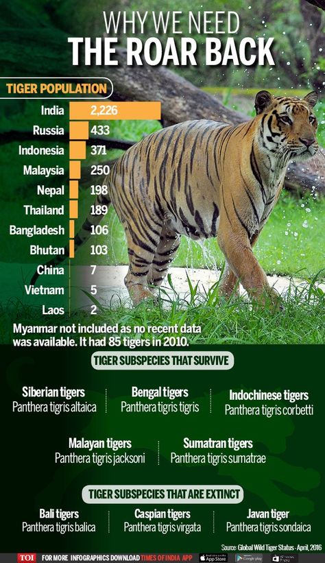 Why We Need The Roar Back Endangered Animals Lessons, International Tiger Day, Tiger Facts, Tiger Species, Tiger Day, Tiger Conservation, Animal Infographic, Wildlife Facts, Save The Tiger