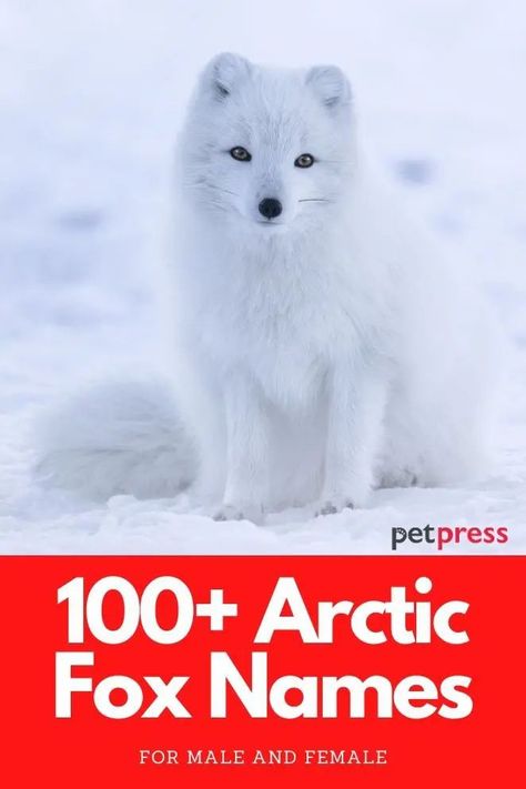 The arctic fox is also known as the white fox, polar fox, or snow fox. So these white fox names are a great choice! Cute Funny Names, Fox Names, Baby Arctic Fox, White Foxes, Fox Therian, Fox Pups, Funny Names, Exotic Animals, Cute Names