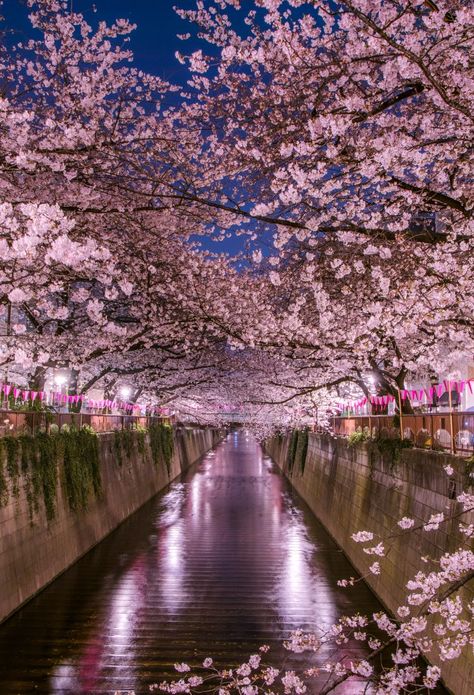 Tokyo Hanami Guide | The Official Tokyo Travel Guide, GO TOKYO Japan Night Life, Night Life Wallpaper, Spring Season Aesthetic, Tokyo Spring, Welcome To Wonderland, Vintage Halloween Cards, Tokyo Travel Guide, Season Aesthetic, Japan Night