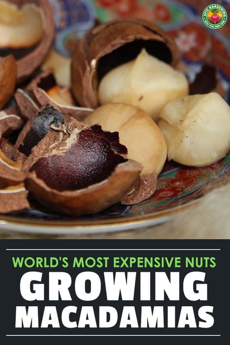 Nut Trees, Tree Nuts List, How To Grow Nutmeg, Pecan Trees Growing, Avocado Tree Care, Macadamia Nut Tree, Hazelnut Tree, Food Forest Garden, Growing Fruit Trees