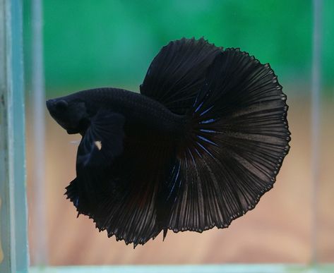 Dumbo Ear Betta, Betta Fish Toys, Siamese Fish, Betta Fish Tattoo, Betta Fish Bowl, Betta Fish Types, Betta Aquarium, Black Fish, Betta Fish Care