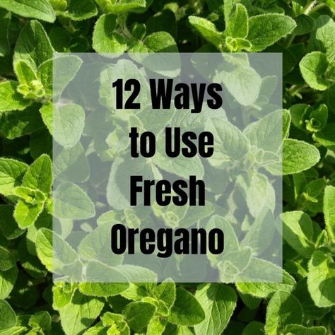 Uses For Fresh Oregano, Using Fresh Oregano, Cooking With Fresh Oregano, Preserving Fresh Oregano, Ways To Use Fresh Oregano, What To Do With Fresh Oregano, Italian Oregano Plant, Recipes Using Fresh Oregano, Oregano Recipes Fresh