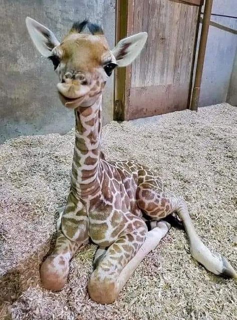 Cute Giraffes, Giraffe Pictures, Fierce Animals, Zoo Babies, Dangerous Animals, Baby Animals Pictures, Cute Giraffe, Animal Photos, Baby Giraffe