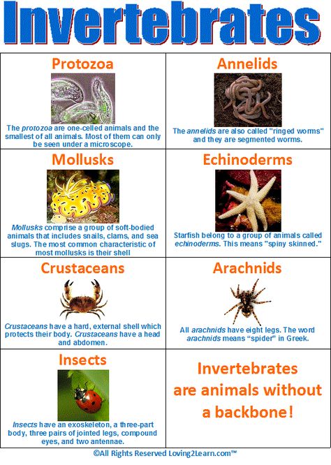 Invertebrates Chart  www.loving2learn.com Classifying Animals, Vertebrates And Invertebrates, Animal Classification, Primary Science, 4th Grade Science, 6th Grade Science, 5th Grade Science, Biology Notes, Animal Science