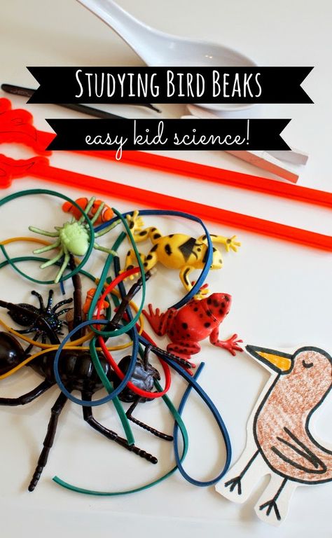 kid science:  studying bird beaks - great nature and spring activity to do with younger kids! Why Do Birds Fly In A V Experiment, Bird Beaks Activity, Birds Preschool, Preschool Birds, Bird Activities, Bird Crafts Preschool, Spring Science, Bird Study, Birds Theme