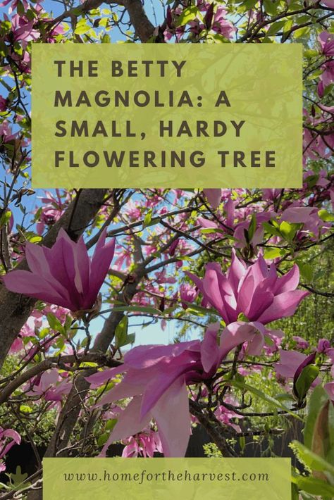 Betty Magnolia: A Petite, Cold-Hardy Landscape Flowering Feature Tree (pink flowers) - Home for the Harvest #landscaping #floweringtree #magnolia #trees Magnolia Tree Landscaping, Magnolia Bush, Wisconsin Garden, Feature Tree, Homestead Gardening, Pink Flowering Trees, Growing Trees, Evergreen Hedge, Magnolia Tree