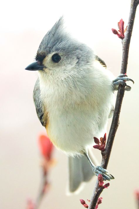 17 Beautiful Birds of Pennsylvania | Tufted Titmouse Tufted Titmouse Tattoo, Titmouse Bird, Tufted Titmouse, Happy Panda, Bird Tattoos, Amazing Birds, Stunning Nature, Nature Birds, Bird Pictures