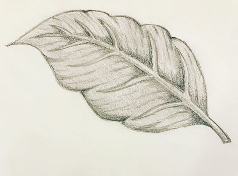 Leaf Sketch, Apple Sketch, Pencil Drawing Inspiration, Basic Art Techniques, Leaves Sketch, Shading Drawing, Natural Form Art, Landscape Design Drawings, Art Assignments