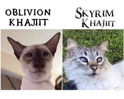 Myth Prompts, Skyrim Khajiit, Tes Skyrim, Elder Scrolls Oblivion, Elder Scrolls Memes, Skyrim Funny, Skyrim Game, Scrolls Game, Elder Scrolls Games