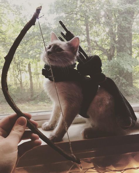 🏹 My bow is an extension of my arm. Take this bow with pride little one. My Cat-Ness😻 🎯 🎯 🎯  #archerycosplay #archery #diy #popular… Archery Wallpaper, Archery Aesthetic, Archery Sport, Bow Archery, Cute Arrow, Bow Aesthetic, Archery Arrows, Archery Bows, Archery Bow