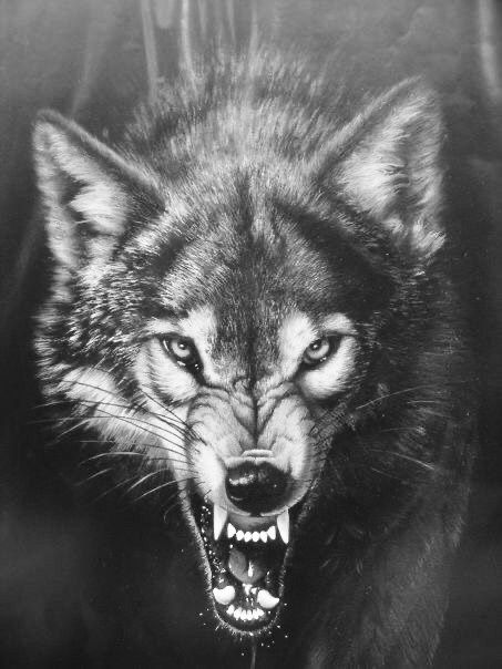 Snarling Wolf Tattoo, Snarling Wolf, Tattoo Japanese Style, Wolf Clothing, Tattoo Japanese, Wolf Tattoo, Wolf Art, Chest Tattoo, Animal Tattoos