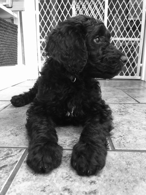 Black Mini Doodle, Black And White Doodle Dog, Black Goldendoodle Puppy, Black Golden Doodle Haircut Styles, Labradoodle Puppy Black, Golden Doodle Black, Small Labradoodle, Black Golden Doodle, Black Doodle Dog