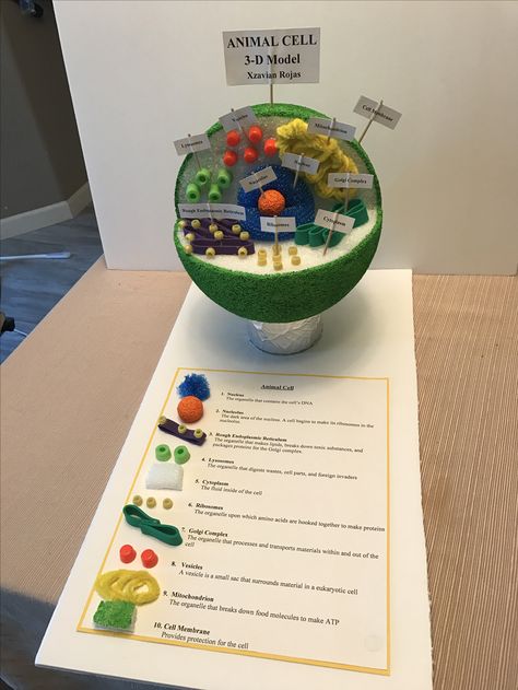 Working Model Of Animal Cell, Cells Science Project, Cell Module Project, How To Make An Animal Cell Model, Eukaryotic Cell Model Project Ideas, Plant Cells Model, Cell Replica Project, 3 D Cell Model Project, Model Of Cell Science Projects