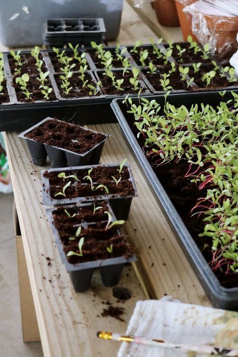 Leggy Seedlings, Seed Starting Indoors, When To Start Seeds Indoors, When To Transplant Seedlings, When To Start Seeds, Seed Starting Soil, Start Seeds Indoors, Seed Raising, Gardening Photography