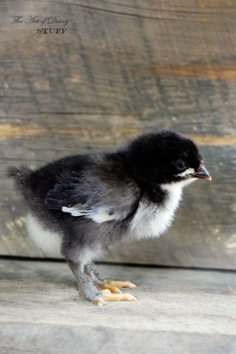 Introducing my Black Copper Marans chicks! via @artofdoingstuff Maran Chickens, Black Copper Marans, Cute Chicken Coops, Raising Chicks, Black Chicks, Black Chickens, Cute Chickens, Chicken Breeds, Chicken Humor