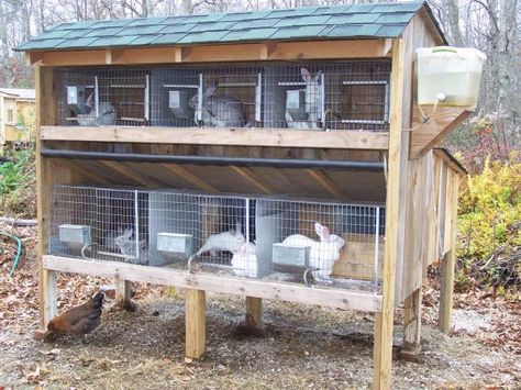 Rabbit Hutch Rabbit Hutch Plans, Raising Rabbits For Meat, Diy Rabbit Hutch, Outdoor Rabbit Hutch, Rabbit Farm, Meat Rabbits, Bunny Hutch, Raising Rabbits, Farming Business