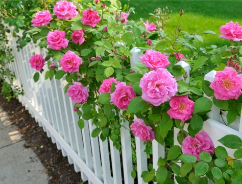 Avoid These Common Rose-Growing Mistakes Cheap Fencing, Fence Architecture, Fence Colours, Timber Fence, Fence Repair, Fence Decorations, Fence Painting, Fence Diy, Fence Wood