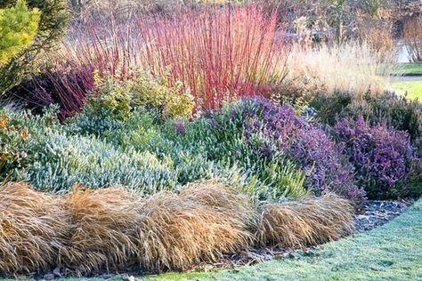 This incredibly pretty planting includes plants of great winter interest that will lift your spirits during the dull days of winter. Hakone Grass, Heather Gardens, Fragrant Garden, Winter Plants, Garden Shrubs, Mediterranean Garden, Traditional Garden, Plant Combinations, Garden Borders