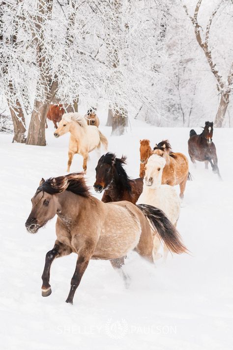 Horses In The Snow, Horses In Snow, Morgan Horses, Snow Animals, Winter Horse, Horse Show Clothes, Barrel Racing Horses, Morgan Horse, Horse Inspiration