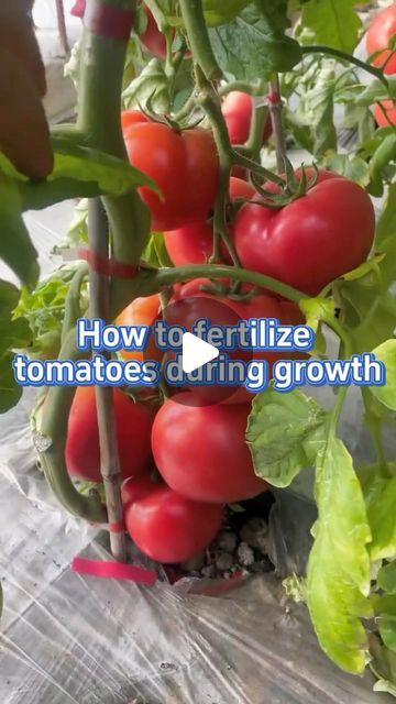 SeedToHarvest on Instagram: "#garden #gardening #planting #farming #gardeningtips #tomato #plants #fertilizer" Home Vegetable Garden Design, Homemade Plant Food, Growing Cherry Tomatoes, Tomato Harvest, Tomato Fertilizer, Cherry Tomato Plant, Tips For Growing Tomatoes, Gardening Planting, Tomato Farming