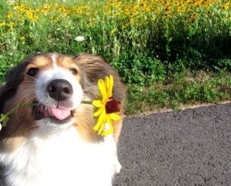 When this dog tried to look suave while delivering a precious flower. | The 61 Most Awkward Moments In The History Of Dogs Dog Poems, Memes Of The Day, Funny Dog Pictures, Funny Animal Memes, Awkward Moments, Funny Animal Pictures, Dog Memes, Animal Memes, Animals Friends