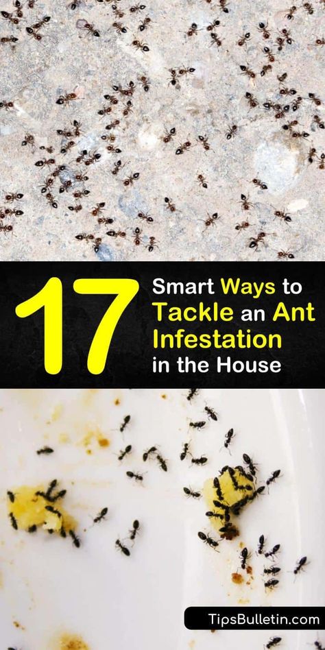 Read this ultimate pest control and ant infestation guide with homemade ant killer and repellent recipes. The article tackles issues regarding specific ant species, like carpenter ants, and teaches you how to eliminate their food source and spot pheromone trails. #get #rid #ant #infestation Ant Killer Recipe, Ant Removal, Homemade Ant Killer, Home Pest Control, Carpenter Ants, Types Of Ants, Ant Species, Ant Infestation, Ant Control