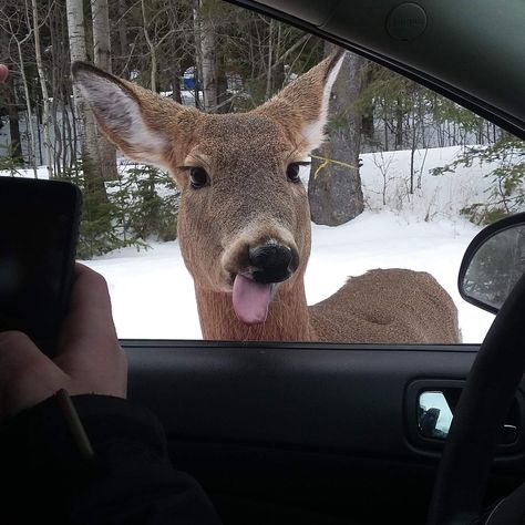 This deer. Funny Deer, Deer Photos, Funny Animal Photos, Wildlife Photos, Animal Photos, A Deer, Silly Animals, Animal Friends, Cute Animal Pictures